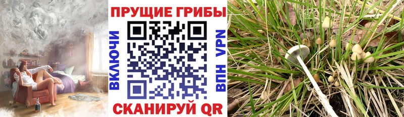 Галлюциногенные грибы Magic Shrooms  купить наркотики цена  blacksprut ссылки  Пугачёв 